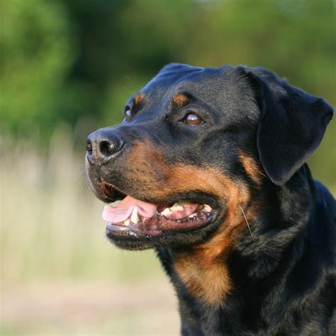 Why Do Rottweilers Pant So Much