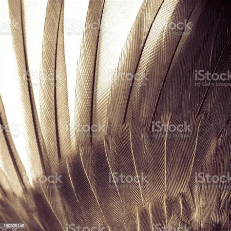 Bird Wing Texture Stock Photo Download Image Now Angel Animal