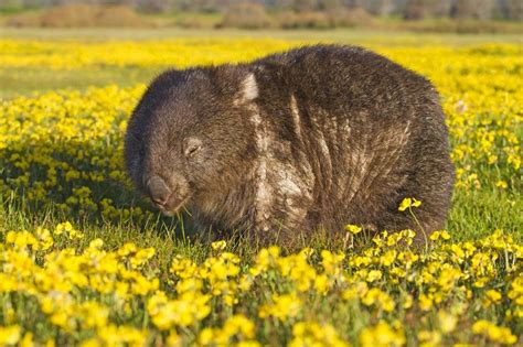 12 Wonderful Facts About Wombats Pets Wombat Animals