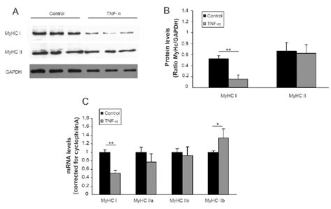 3 Tnf α Alters Myhc Profile In C2c12 Cells C2c12 Myoblasts Were Download Scientific Diagram