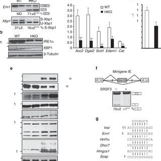 Loss Of Srsf Dysregulates The Upr A Analysis Of Xbp And Ern