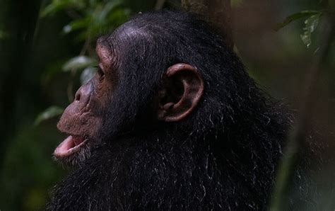 Days Rwanda Primates Tracking Gorilla Chimpanzee Trekking