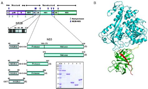 The Overall Structure Of Dengue Non Structural Protein 3 A Dengue