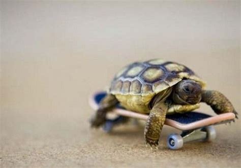 Funny Turtle Images Desktop Funny Animal