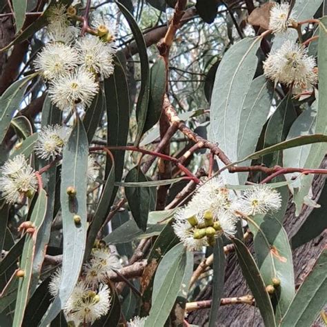 Eucalyptus Goniocalyx Bungalook Native Nursery