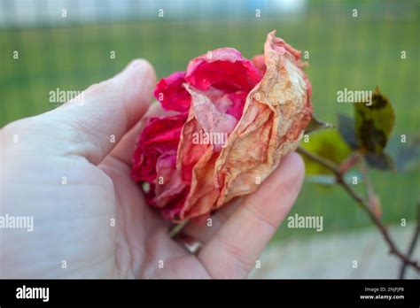 Mature Rose Hi Res Stock Photography And Images Alamy