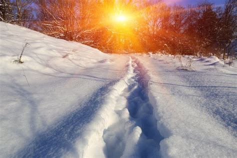 Pathway In Winter Forest Stock Photo Image Of December 210576794