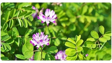 6 Astragalus Benefits Dosage And Safety The Botanical Institute