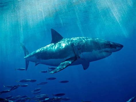 New Research Suggests Sharks Navigate Using Earth S Magnetic Field