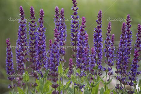 Sage flowers Stock Photo by ©ArtesiaWells 48434753