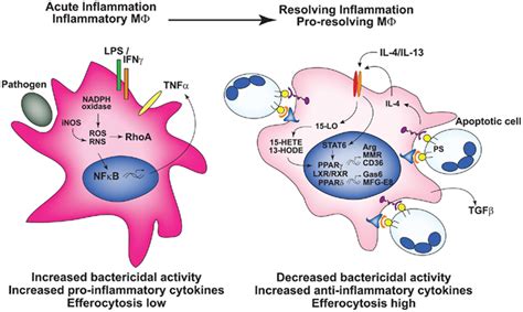 Frontiers Modulation Of Macrophage Efferocytosis In Inflammation