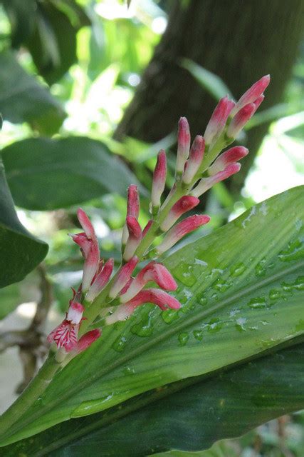 Alpinia Japonica Thunb Miq Bg Meise Ruud De Block Flickr