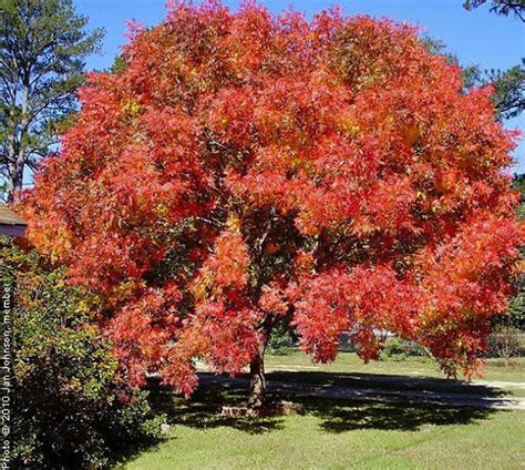 Chinese Pistache Trees For Sale At Arbor Day S Online Tree Nursery