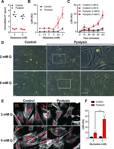 Glutamine Is Cytoprotective Against Pyolysin In Stromal Cells A