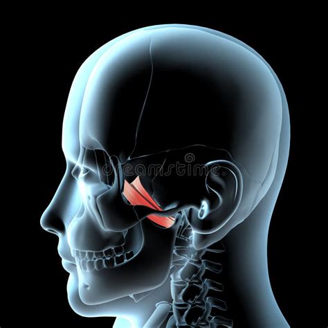 3d Illustration Of The Lateral Pterygoid Muscles Anatomical Position On