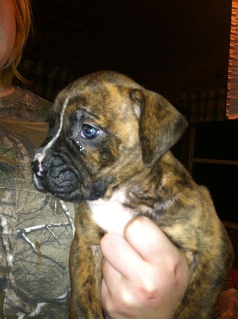 Our Baby Bulloxer Roxie Puppies Bulldog Boxer Mix