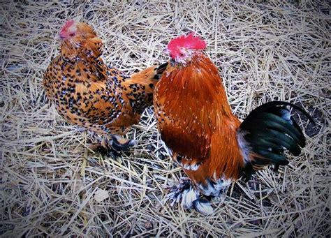 What Can Chickens Eat Laying Chickens Breeds Best Egg Laying Chickens