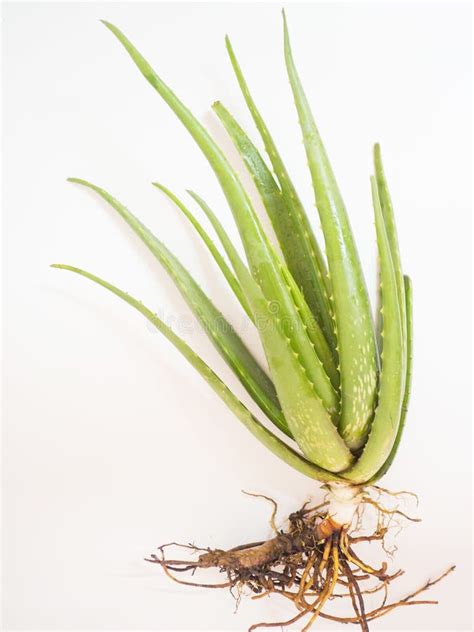 Cactus And Aloe Vera Stock Photo Image Of Cactus Morning 49813810