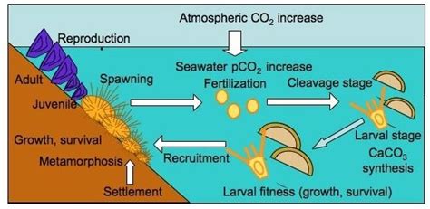 Life cycle stages of benthic broadcast spawners and impacts of ocean ...