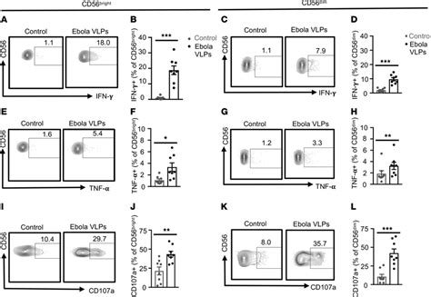 Both Immature And Mature NK Cells Respond To Ebola VLPs But To