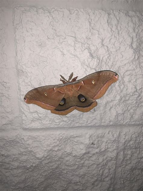 Not sure why, but I LOVE finding Polyphemus moths. I genuinely