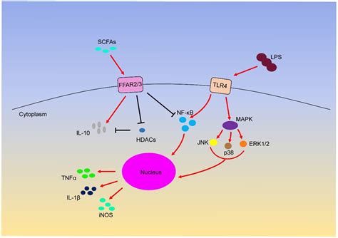 Ijms Free Full Text Short Chain Fatty Acids And Their Association