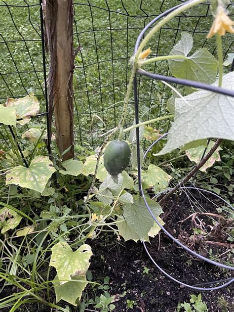 Misshapen Cucumbers Rgardening