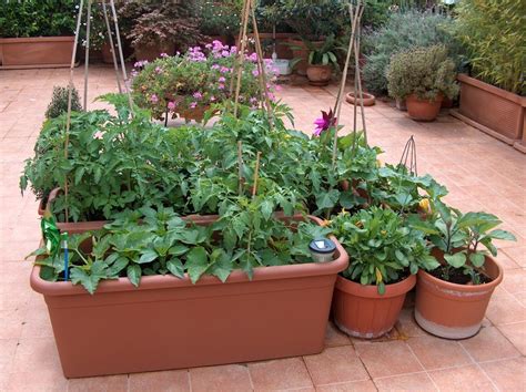 An Example Of Roof Vegetable Garden 2011 Garden Plants Vegetable