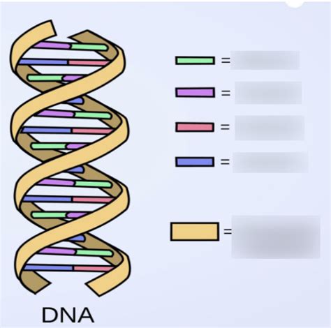 Biology DNA Labelling Diagram | Quizlet