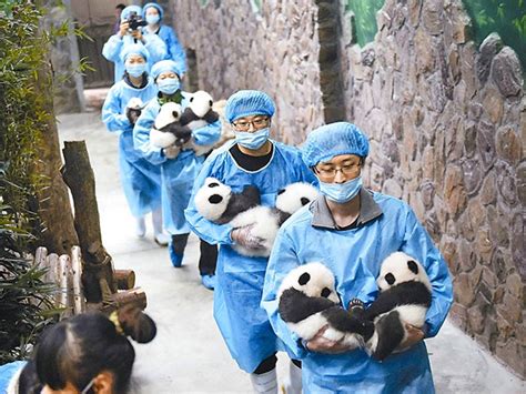 Chengdu Research Base Of Giant Panda Breeding Sichuan History What