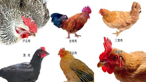 常見雞的品種Chicken breeds這7種雞肉原來區別這麼大教你營養好吃的做法 YouTube