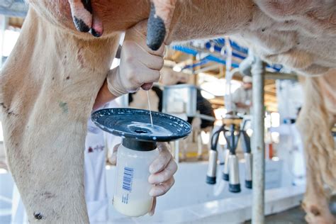 Cenário deve seguir favorável à importação de lácteos Agronegócios