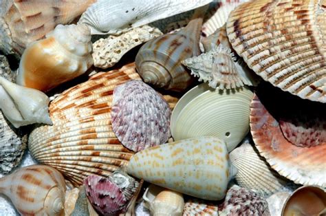 Beach Shells Free Stock Photo - Public Domain Pictures