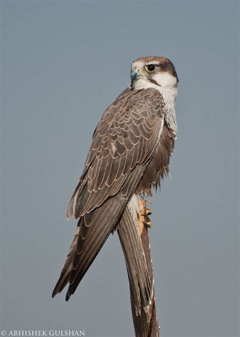 Laggar Falcon Birds Of Prey Beautiful Birds Bird