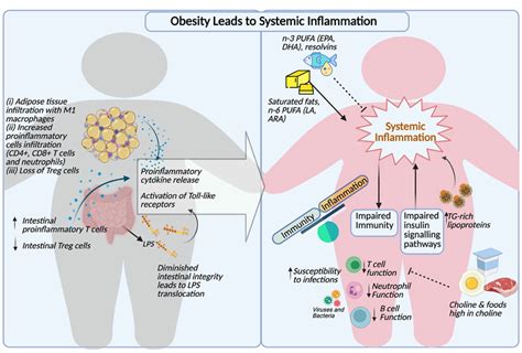 Comprehensive Summary Of Obesity Induced Inflammation Dyslipidemia