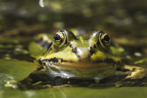 The Amphibious Nature of Florida