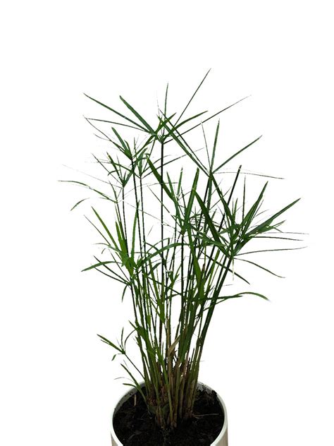 Buy 50 Umbrella Cyperus Alternifolius Papyrus Grass Umbrella Palm Flower Online at desertcartKUWAIT