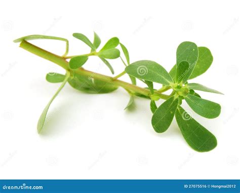 Purslane Portulaca Oleracea Stock Photo Image Of Ingredient