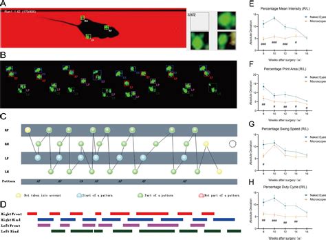 Modelling Osteoarthritis In Mice Via Surgical Destabilization Of The