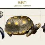 Qual a Diferença entre Jabuti Tartaruga e Cágado Mundo Ecologia