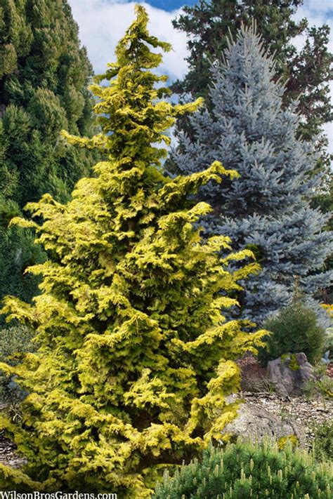 Buy Golden Hinoki Cypress Chamaecyparis Obtusa Aurea Free Shipping Wilson Bros Gardens