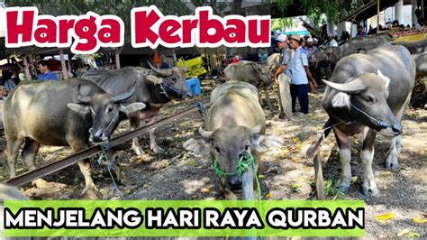 Harga Kerbau Terbaru Menjelang Hari Raya Idul Qurban Youtube