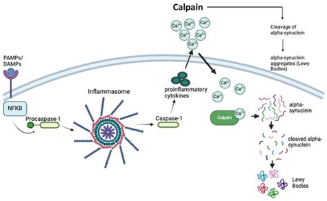 Activation Of The Rho Rock Pathway Triggers Pten Limk Mlc And Crmp