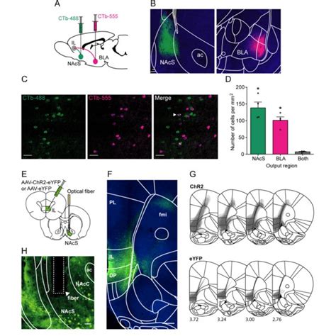 Optogenetic Stimulation Of The IL To NAcS Neural Circuit Altered