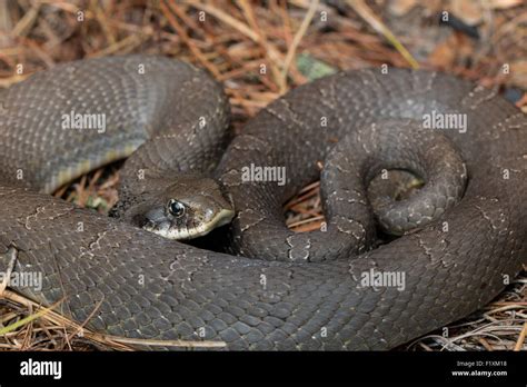 Spreading Adder Hi Res Stock Photography And Images Alamy