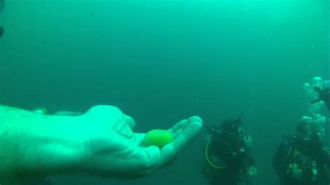 Diving In Lake Malawi Youtube