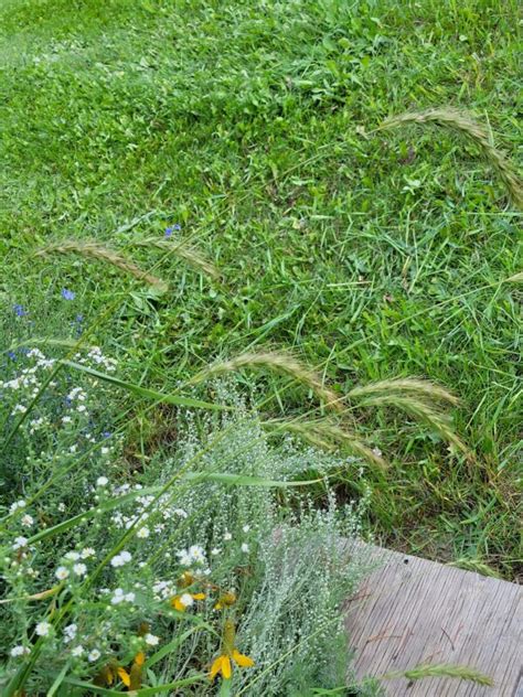 Canada Wild Rye Elymus Canadensis Alberta Native Medieval Manor Gardens