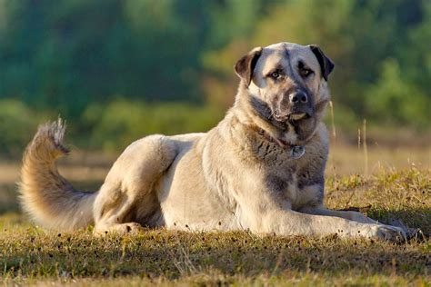 Anatolian Shepherd Dog Kangal Breed Information And Characteristics