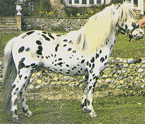 САМАЯ МАЛЕНЬКАЯ ЛОШАДЬ В МИРЕ - ФАЛАБЕЛЛА. Энциклопедия. Материал для ...