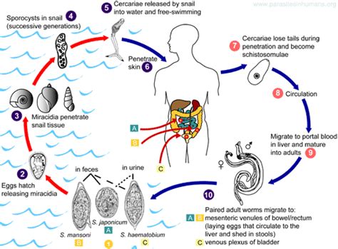 Schistosoma - Blood Flukes